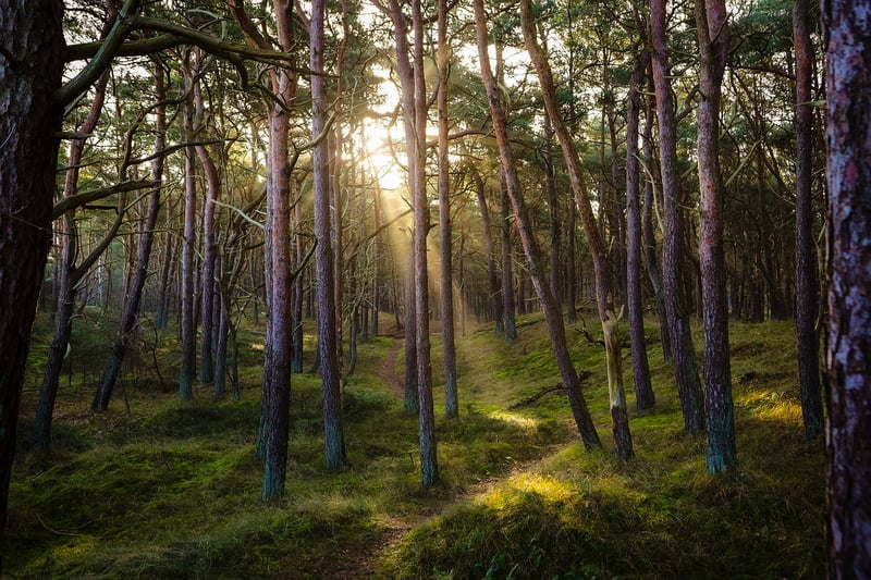 Mystical Woods